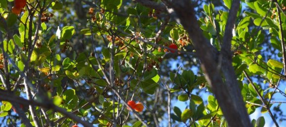 Grundstück in Almodovar, Portugal 846325m², Nr. 332473 36