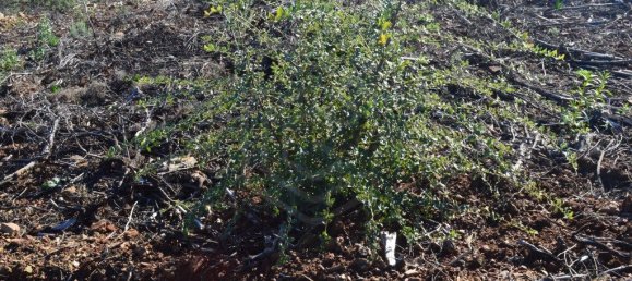 Grundstück in Almodovar, Portugal 846325m², Nr. 332473 30