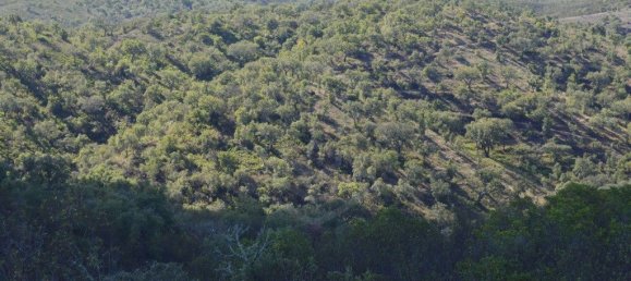 Grundstück in Almodovar, Portugal 846325m², Nr. 332473 5