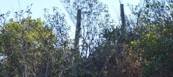 Grundstück in Almodovar, Portugal 846325m², Nr. 332473 48