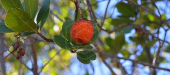 Grundstück in Almodovar, Portugal 846325m², Nr. 332473 35
