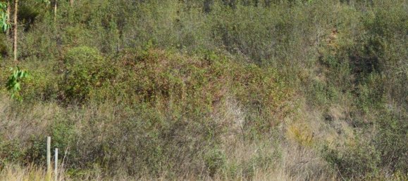 Grundstück in Almodovar, Portugal 846325m², Nr. 332473 43