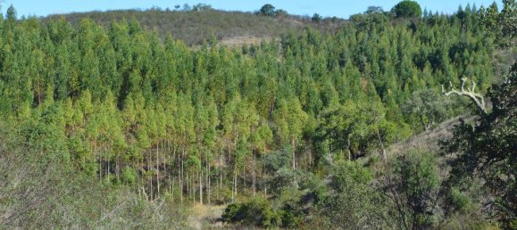 Grundstück in Almodovar, Portugal 846325m², Nr. 332473 41