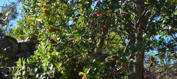 Grundstück in Almodovar, Portugal 846325m², Nr. 332473 34