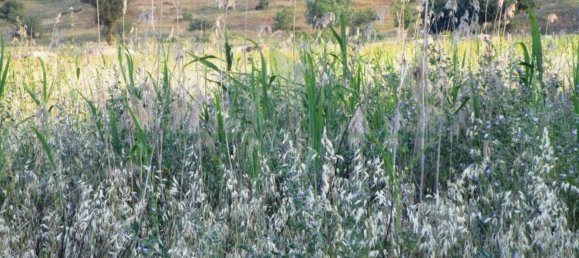 Terrain à Castro Marim, Portugal 3080m² No. 55283 12