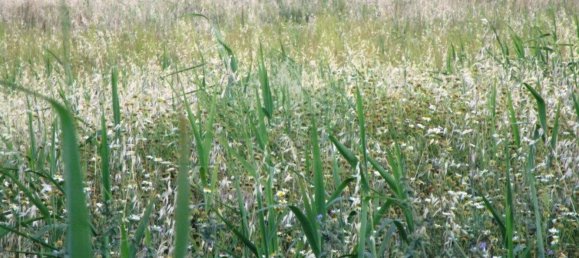 Terrain à Castro Marim, Portugal 3080m² No. 55283 10