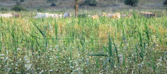 Terrain à Castro Marim, Portugal 3080m² No. 55283 4