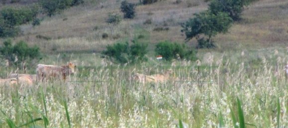 Terrain à Castro Marim, Portugal 3080m² No. 55283 9