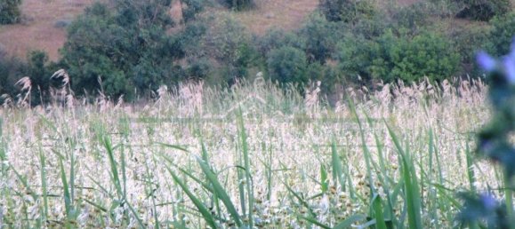 Terrain à Castro Marim, Portugal 3080m² No. 55283 6