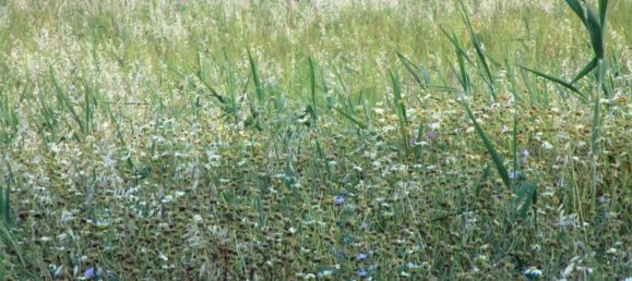 Terrain à Castro Marim, Portugal 3080m² No. 55283 5