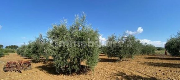 Terreno en Grosseto, Italy 10000 m² No. 297882 11