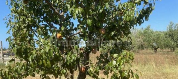 Terreno en Grosseto, Italy 10000 m² No. 297882 2