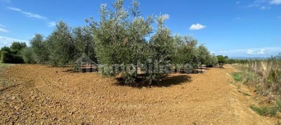 Terreno en Grosseto, Italy 10000 m² No. 297882 17