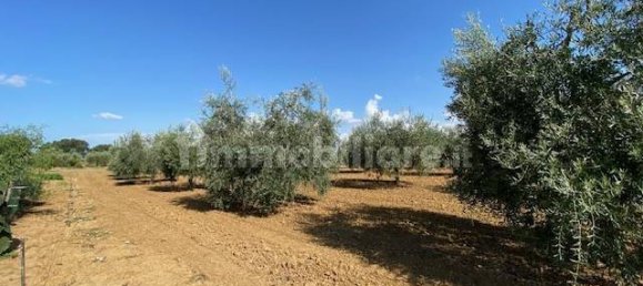 Terreno en Grosseto, Italy 10000 m² No. 297882 19