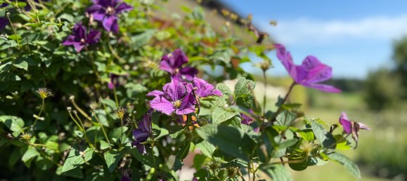 2 Schlafzimmer Bungalow in Kukmirn, Austria, Nr. 194569 25