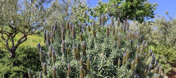 3 bedrooms Villa in Noto, Italy No. 42170 5