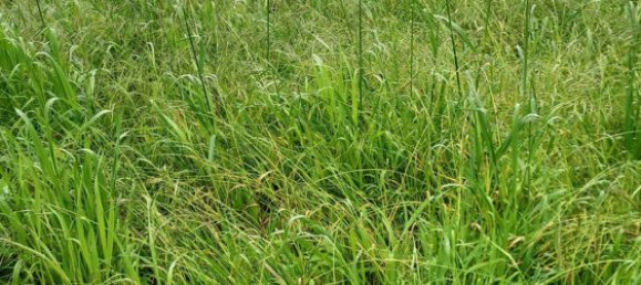 3 chambres Maison à Santo Varao, Portugal No. 167666 27