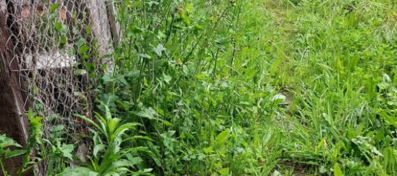 3 chambres Maison à Santo Varao, Portugal No. 167666 26