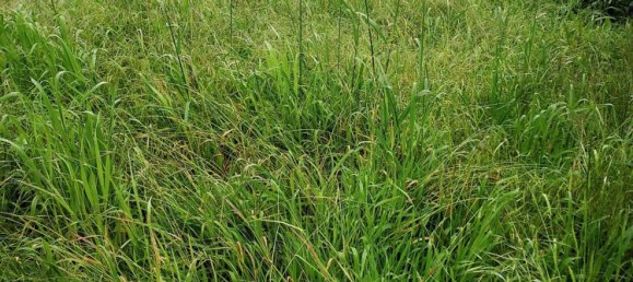 3 chambres Maison à Santo Varao, Portugal No. 167666 28