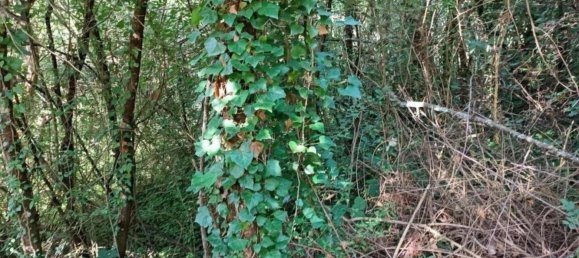 Terrain à Rems-Murr-Kreis, Germany No. 262925 11