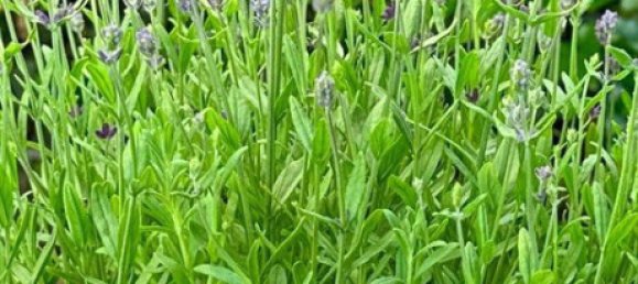 2-Zimmer Doppelhaus in Forchheim, Germany, Nr. 290381 18