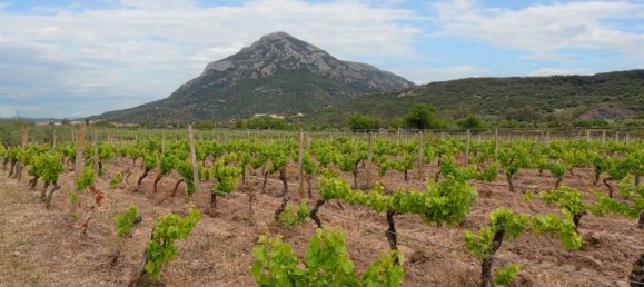 11 bedrooms Castles in Galtellì, Italy No. 54599 21