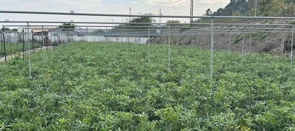 Studio in Cupra Marittima, Italy No. 153136 6