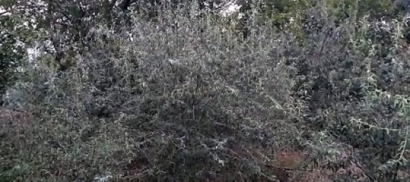 2500m² Land in Absheron, Azerbaijan No. 26 14