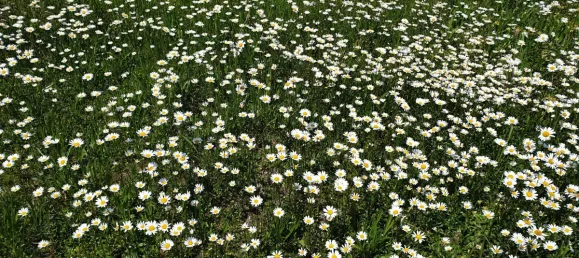 959m² Land in Bettendorf, France No. 266733 3