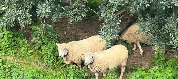 Casa de 4 dormitorios en Monchique, Portugal No. 100267 47