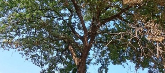  قطعة أرض في Diano Marina, Italy 4000متر مربع رقم 136425 15