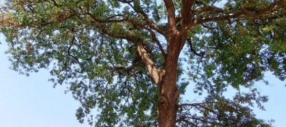  قطعة أرض في Diano Marina, Italy 4000متر مربع رقم 136425 45