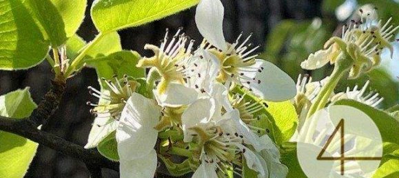  Land in Waidhofen an der Ybbs, Austria No. 60001 3