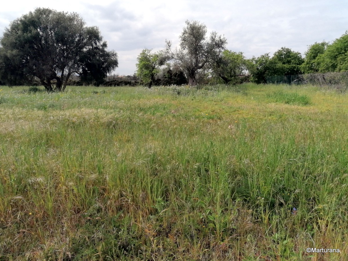 Земельный участок в Аугуста, Италия № 72638