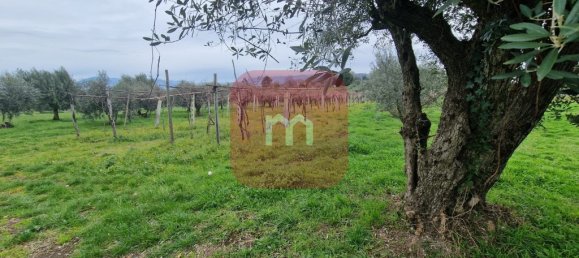 5010m² Land in San Cesareo, Italy No. 148862 9