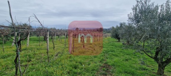 5010m² Land in San Cesareo, Italy No. 148862 3