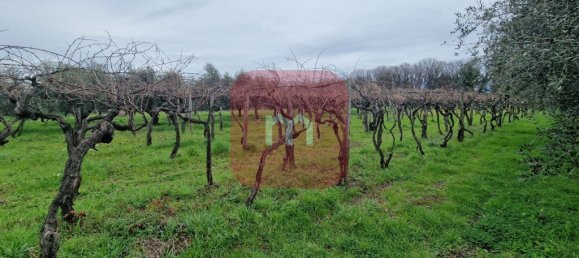 5010m² Land in San Cesareo, Italy No. 148862 7