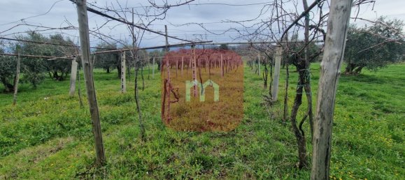 5010m² Land in San Cesareo, Italy No. 148862 15