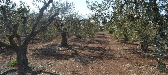 5000m² Hotel in Chalkidiki, Greece No. 5744 3