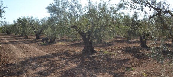 5000m² Hotel in Chalkidiki, Greece No. 5744 4