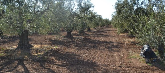 5000m² Hotel in Chalkidiki, Greece No. 5744 2