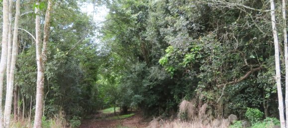 6 غرف نوم مزرعة في Yungaburra, Australia رقم 1059 29