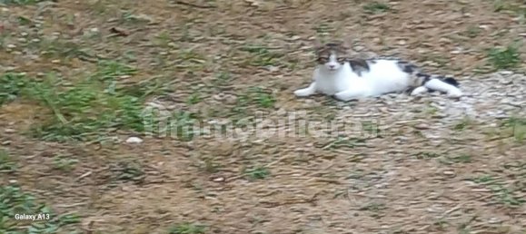 Дом с 4 спальнями в Арчевиа, Италия № 295005 44