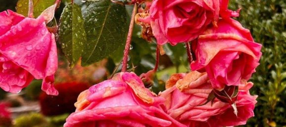 9 rooms House in Velden am Worther See, Austria No. 170469 43