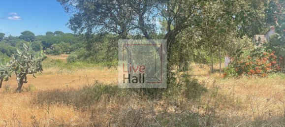 Grundstück in Coruche, Portugal 4750m², Nr. 66415 16