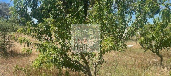 Grundstück in Coruche, Portugal 4750m², Nr. 66415 6