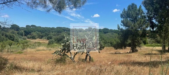 Grundstück in Coruche, Portugal 4750m², Nr. 66415 18