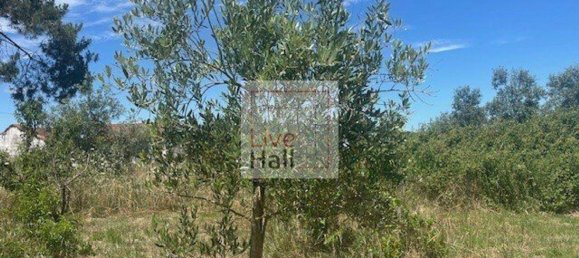 Grundstück in Coruche, Portugal 4750m², Nr. 66415 9