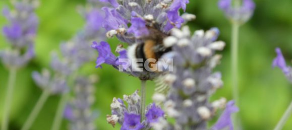 3 bedrooms House in Manche, France No. 355012 17