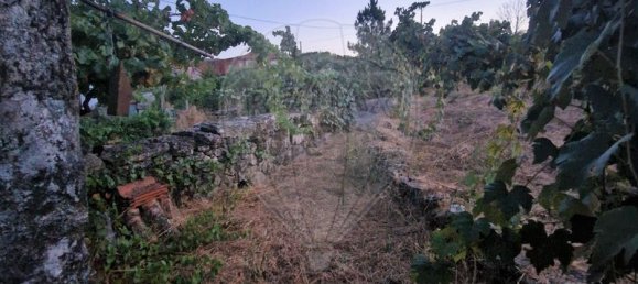 1 bedroom House in Murca, Portugal No. 168589 7